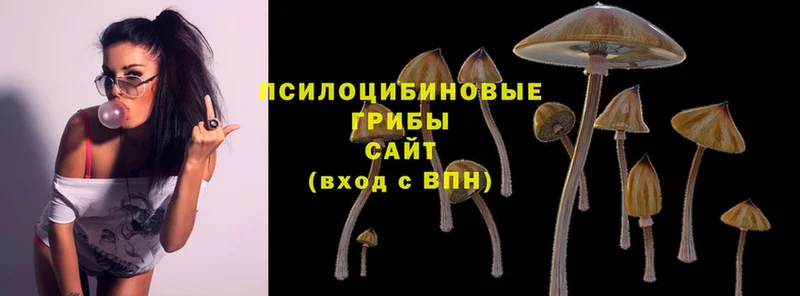 Галлюциногенные грибы Cubensis  закладки  Верхний Уфалей 